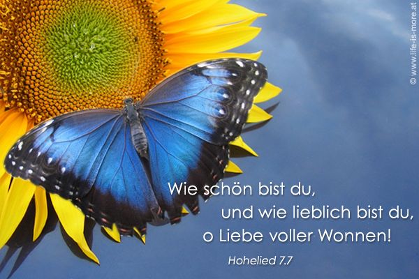 Wie schön und wie lieblich bist du, du Liebe voller Wonne! Hohelied 7,7 - Bildquelle: pixelio.de