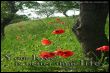 Your love is better than life. (Psalms 63,4a)