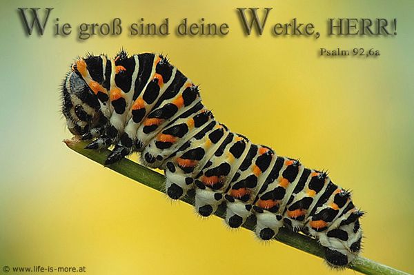 Wie groß sind deine Werke, Herr! Psalm 92,6a - Bildquelle: pixelio.de