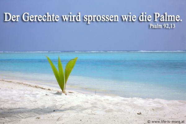 Der Gerechte wird sprossen wie eine Palme. Psalm 92,13 - Bildquelle: pixelio.de