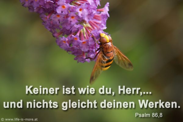 Keiner ist wie du, Herr,... und nichts gleicht deinen Werken. Psalm 86,8 - Bildquelle: pixelio.de