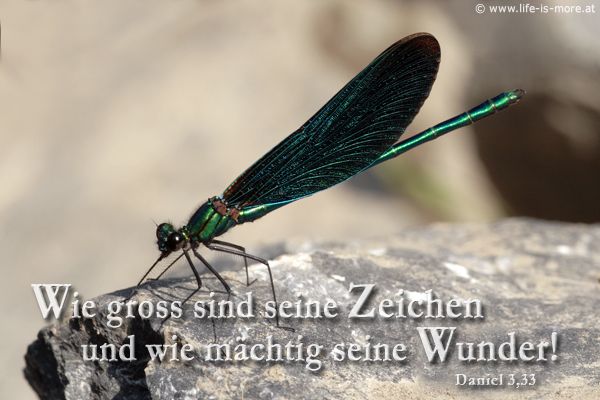 Wie groß sind seine Zeichen und wie mächtig seine Wunder! Daniel 3,33 - Bildquelle: pixelio.de