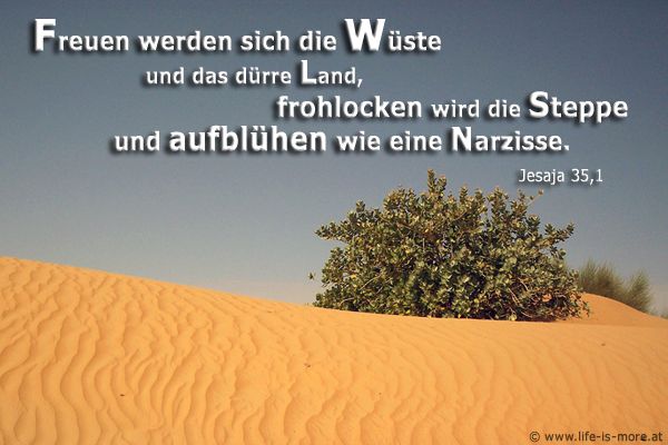 Freuen werden sich die Wüste und das dürre Land, frohlocken wird die Steppe und aufblühen wie eine Narzisse. Jesaja 35,1 - Bildquelle: pixelio.de