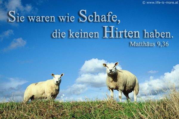 Sie waren wie Schafe, die keinen Hirten haben. Matthäus 9,36 - Bildquelle: pixelio.de