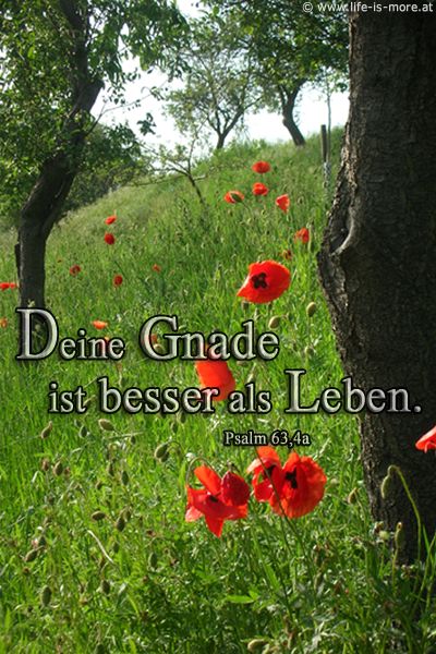 Deine Gnade ist besser als Leben. Psalm 63,4a - Bildquelle: pixelio.de