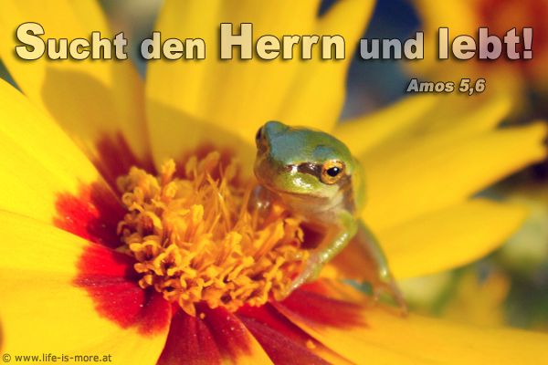 Sucht den Herrn und lebt. Amos 5,6 - Bildquelle: pixelio.de