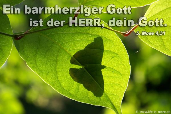 Ein barmherziger Gott ist der Herr, dein Gott. 5.Mose 4,31 - Bildquelle: pixelio.de