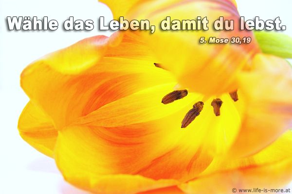 Wähle das Leben, damit du lebst 5.Mose 30,19 - Bildquelle: pixelio.de
