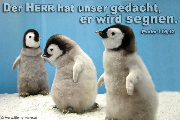 Der Herr hat unser gedacht, er wird segnen. Psalm 115,12 - Bildquelle: pixelio.de
