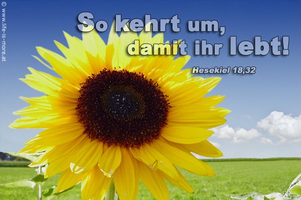 So kehrt um, damit ihr lebt! Hesekiel 18,32 - Bildquelle: pixelio.de