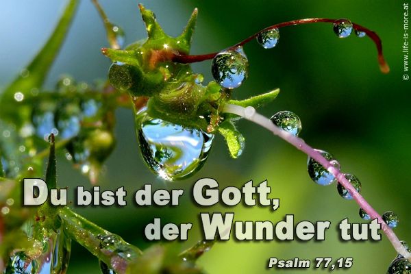 Du bist der Gott, der Wunder tut. Psalm 77,15 - Bildquelle: pixelio.de