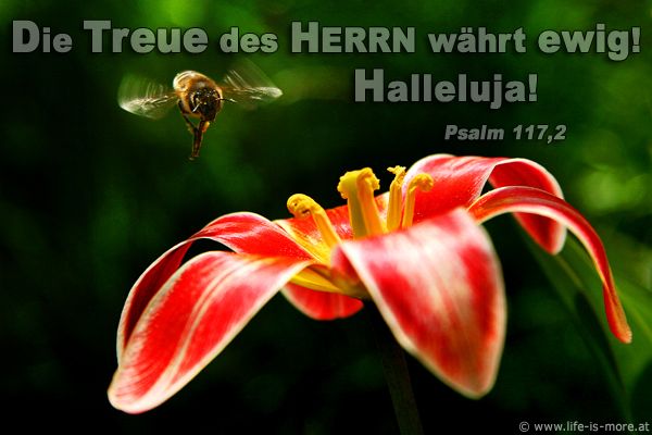 Die Treue des Herrn währt ewig! Halleluja! Psalm 117,2 - Bildquelle: pixelio.de