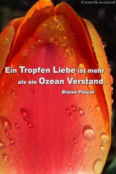 Ein Tropfen Liebe ist mehr als ein Ozean Verstand. Blaise Pascal - Bildquelle: pixelio.de