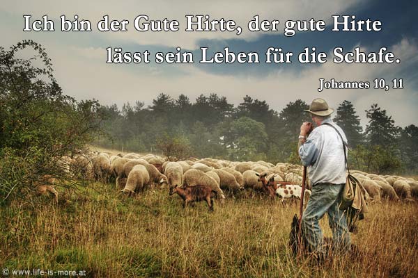 Ich bin der gute Hirte, der gute Hirte lässt sein leben für die Schafe. Johannes 10,11 - Bildquelle: pixelio.de