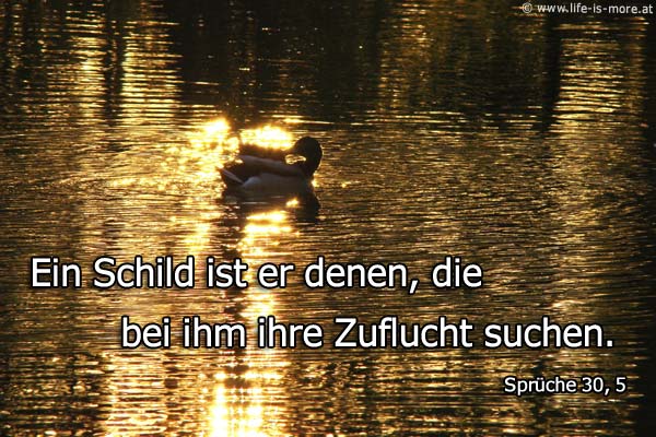 Ein Schild ist er denen, die bei ihm ihre Zuflucht suchen. Sprüche 30,5 - Bildquelle: pixelio.de
