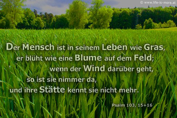 Der Mensch ist in seinem Leben wie Gras, er blüht wie eine Blume auf dem Feld; wenn der Wind darüber geht, so ist sie nimmer da, und ihre Stätte kennt sie nicht mehr. Psalm 103,15+16 - Bildquelle: pixelio.de
