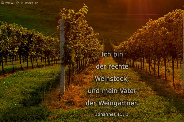 Ich bin der rechte Weinstock, und mein Vater der Weingärtner. Johannes 15,1 - Bildquelle: pixelio.de
