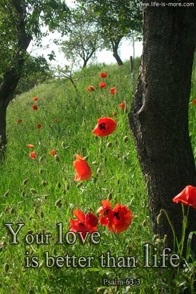 Deine Gnade ist besser als Leben. Psalm 63,4a - Bildquelle: pixelio.de