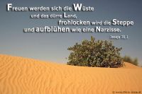 Freuen werden sich die Wüste und das dürre Land, frohlocken wird die Steppe und aufblühen wie eine Narzisse. (Jesaja 35,1)