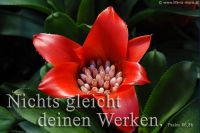 Nichts gleicht deinen Werken! (Psalm 86,8b)