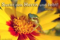 Sucht den Herrn und lebt. (Amos 5,6)