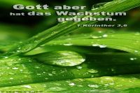 Gott aber hat das Wachstum gegeben. (1.Korinther 3,6)