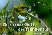 Du bist der Gott, der Wunder tut. (Psalm 77,15)