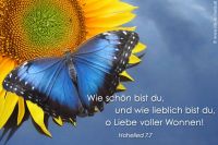 Wie schön und wie lieblich bist du, du Liebe voller Wonne! (Hohelied 7,7)