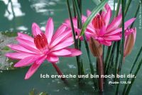 Ich erwache und bin noch bei dir. (Psalm 139,18)