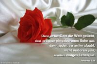 Denn so hat Gott die Welt geliebt, daß er seinen eingeborenen Sohn gab, damit jeder, der an ihn glaubt, nicht verloren geht, sondern ewiges Leben hat. (Johannes 3,16)