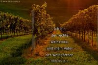 Ich bin der rechte Weinstock, und mein Vater der Weingärtner. (Johannes 15,1)
