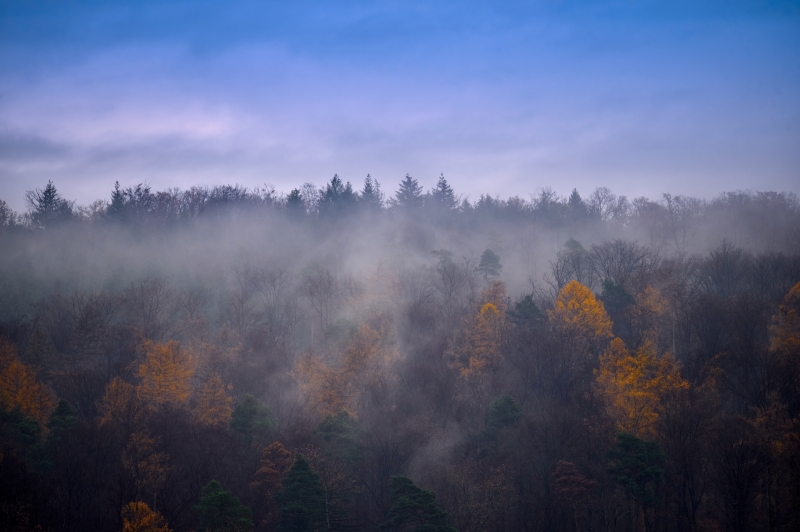 Herbstwald