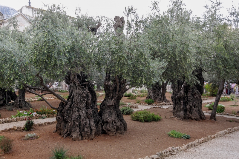 Alter Olivenbaum im Garten Getsemani