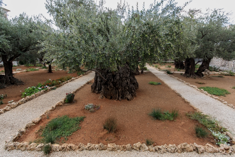 Alter Olivenbaum im Garten Getsemani - Olivenbaum, Garten, Alt, Getsemani, Gethsemani, Gethsemane, kostenlos, download Alter Olivenbaum im Garten Getsemani