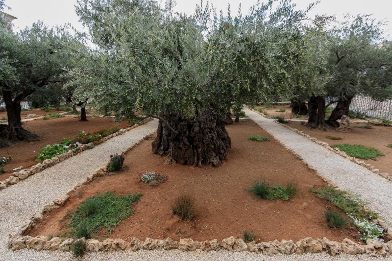 Alter Olivenbaum im Garten Getsemani