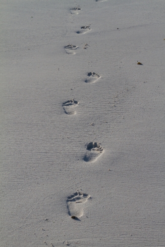 Spuren im Sand